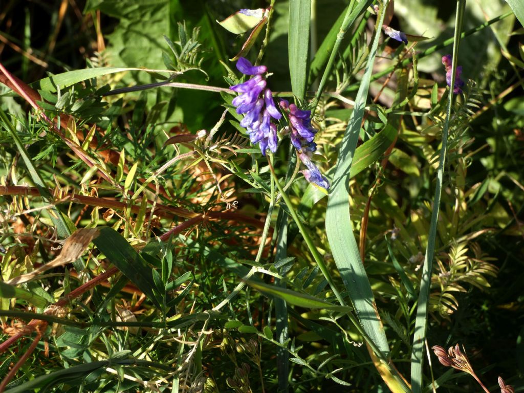 Vicia...cfr. villosa