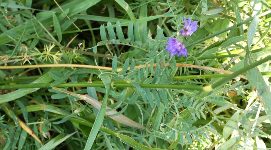 Vicia...cfr. villosa