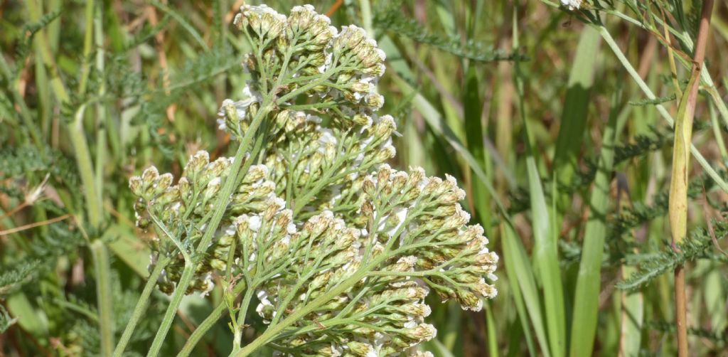 Achillea millefolium ?