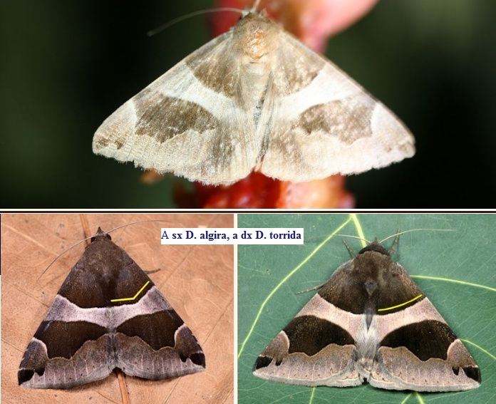Farfalline su fico: Ostrinia nubilalis (Crambidae) e Dysgonia sp. (Noctuidae)