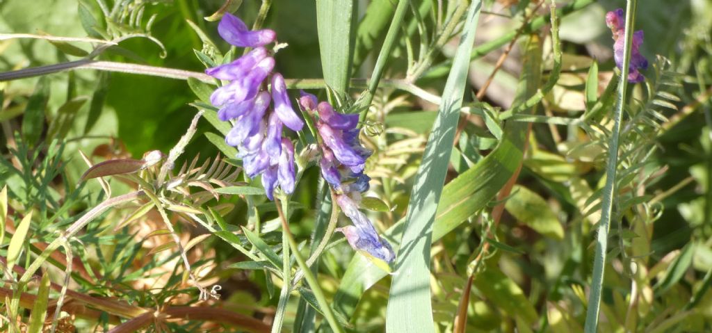 Vicia...cfr. villosa