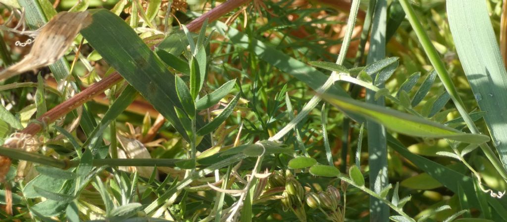 Vicia...cfr. villosa