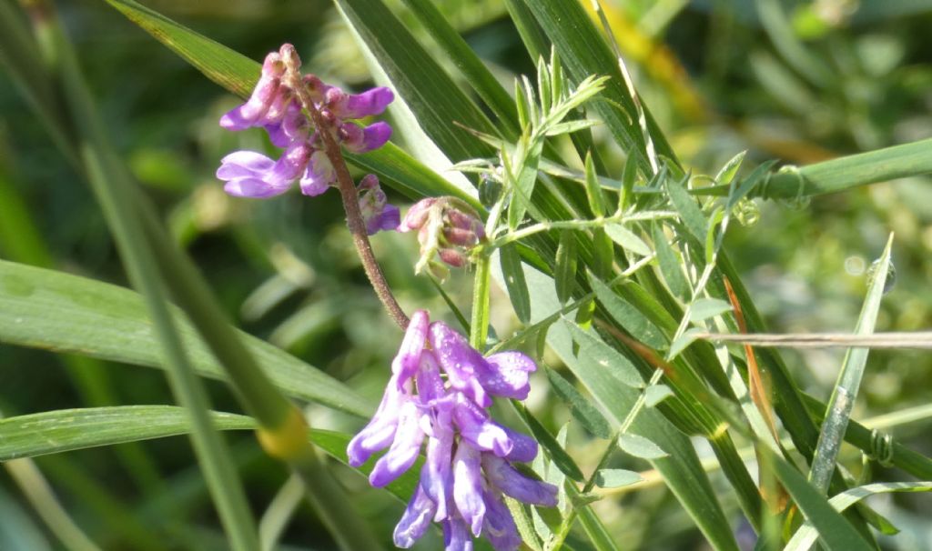 Vicia...cfr. villosa