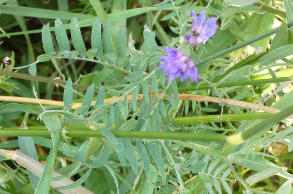 Vicia...cfr. villosa