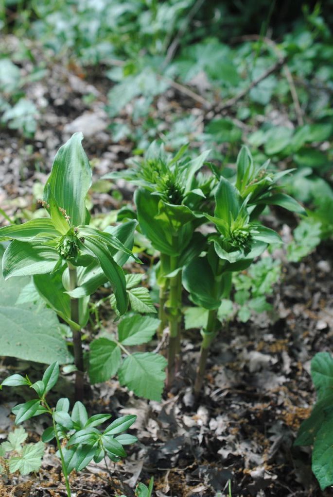 Epipactis helleborine