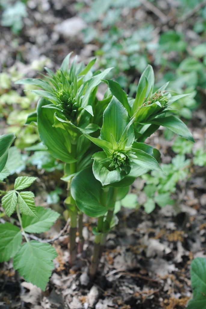 Epipactis helleborine