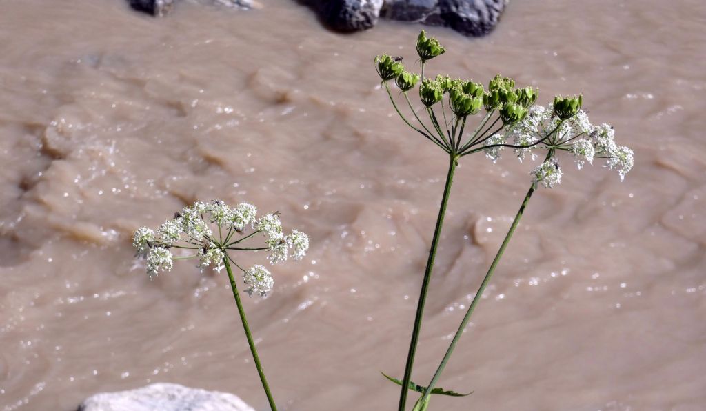 Apiaceae: Heracleum pyrenaicum