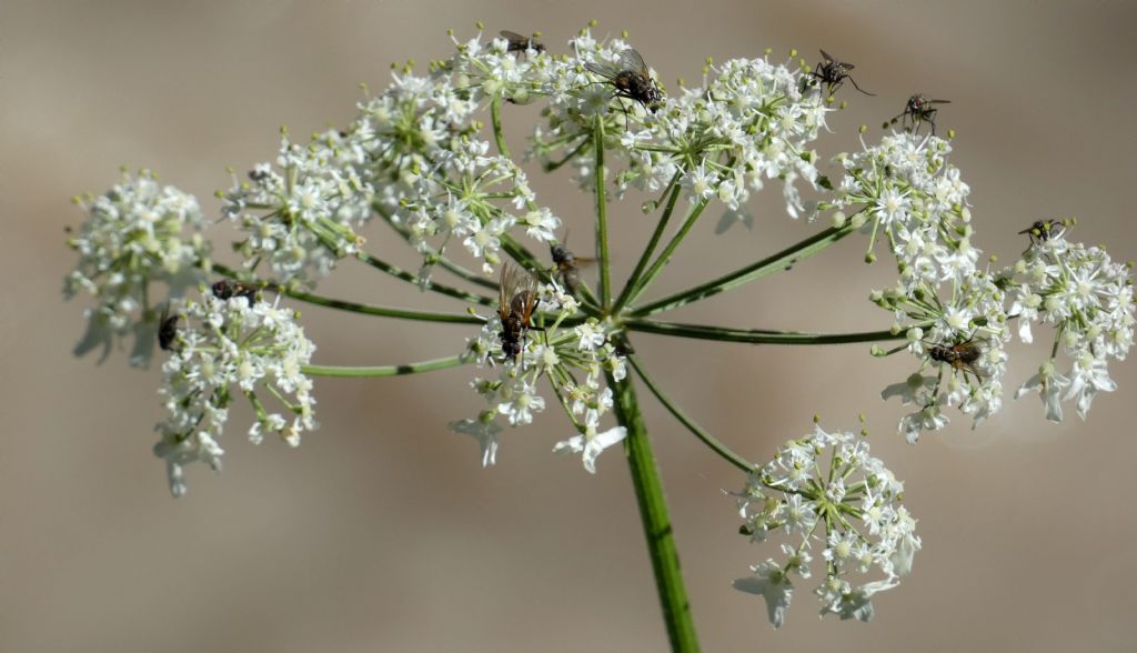 Apiaceae: Heracleum pyrenaicum