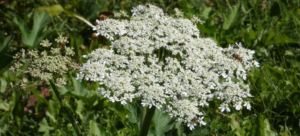 Apiaceae: Heracleum pyrenaicum