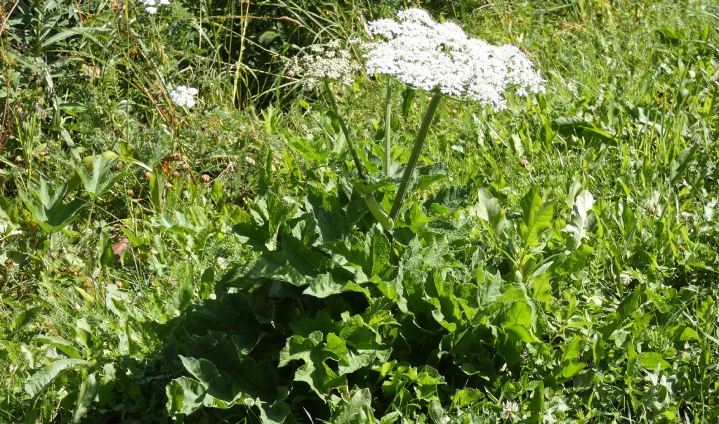 Apiaceae: Heracleum pyrenaicum