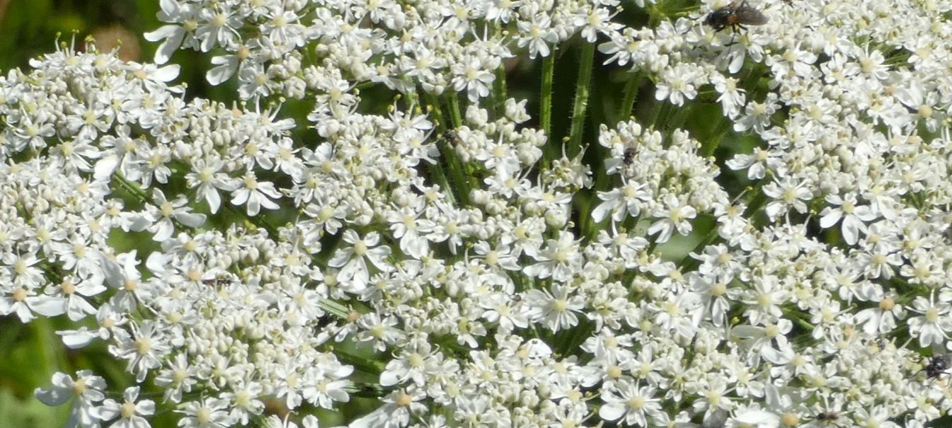 Apiaceae: Heracleum pyrenaicum