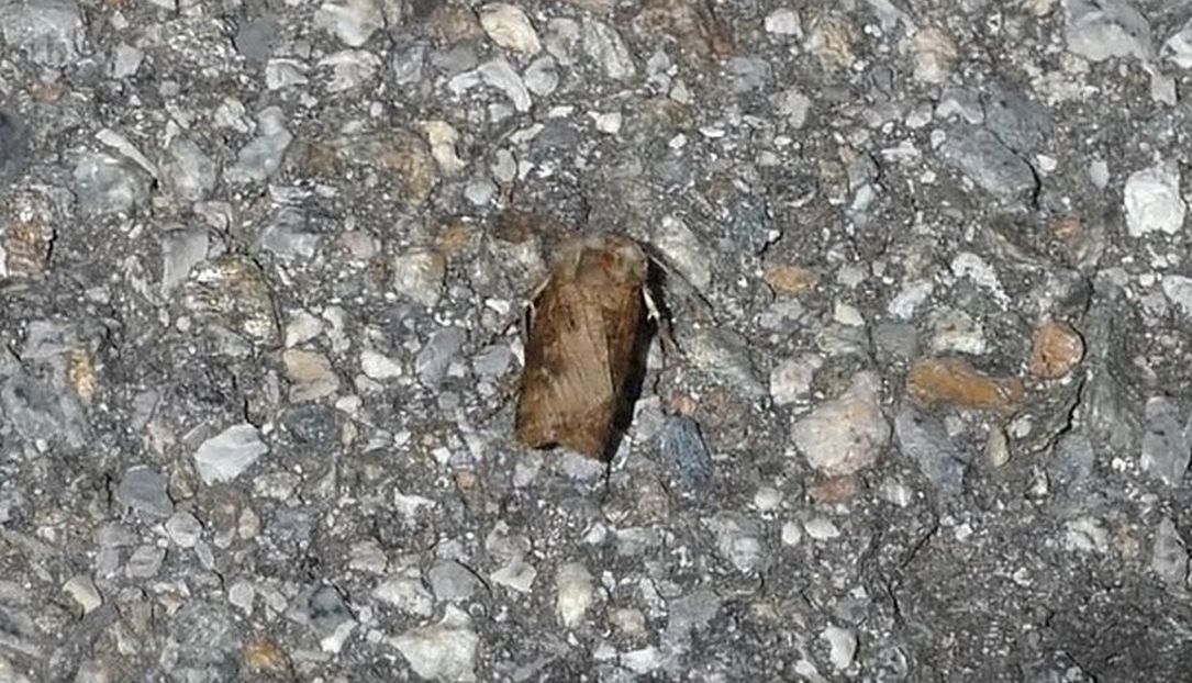 La farfalla fa il girotondo: Agriotis sp. (Noctuidae)