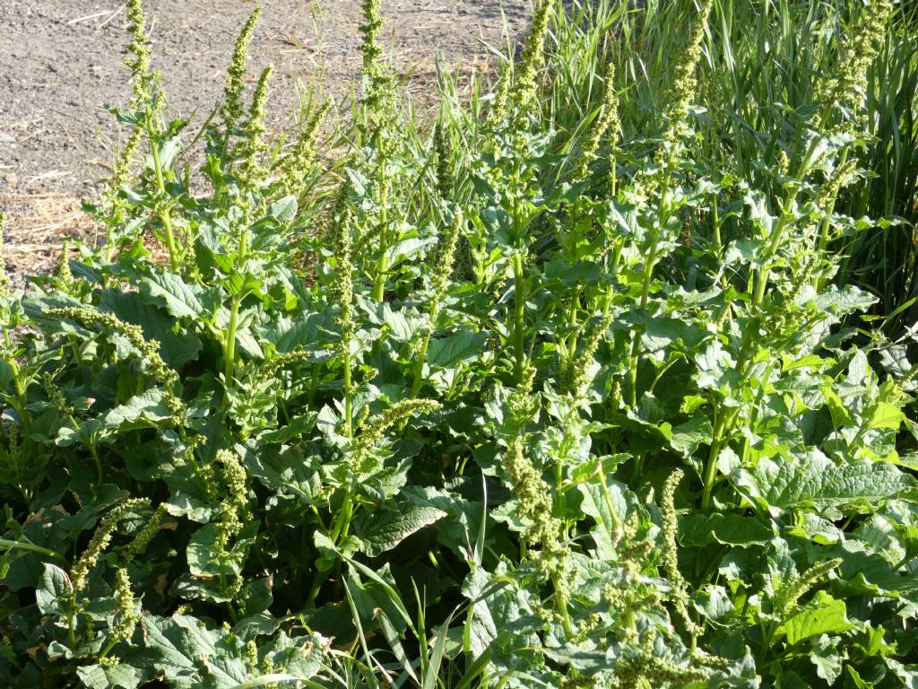 Amaranto....?  No!   Chenopodium bonus-henricus (Chenopodiaceae)