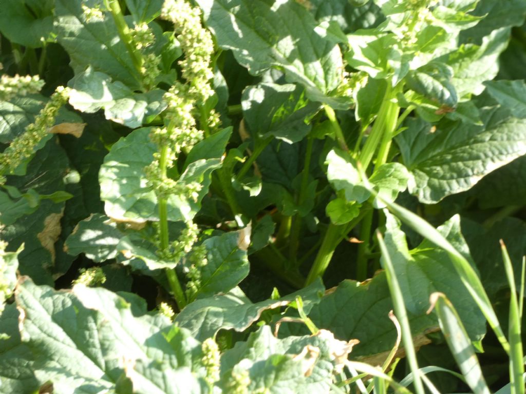 Amaranto....?  No!   Chenopodium bonus-henricus (Chenopodiaceae)