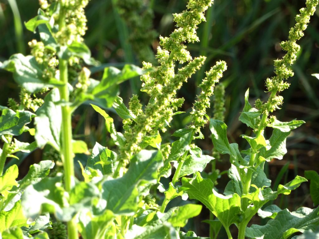 Amaranto....?  No!   Chenopodium bonus-henricus (Chenopodiaceae)