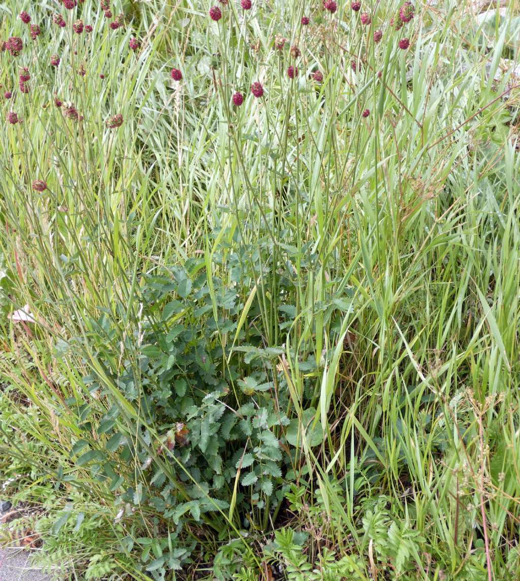 Sanguisorba officinalis? S