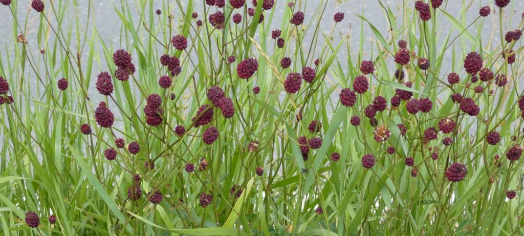 Sanguisorba officinalis? S