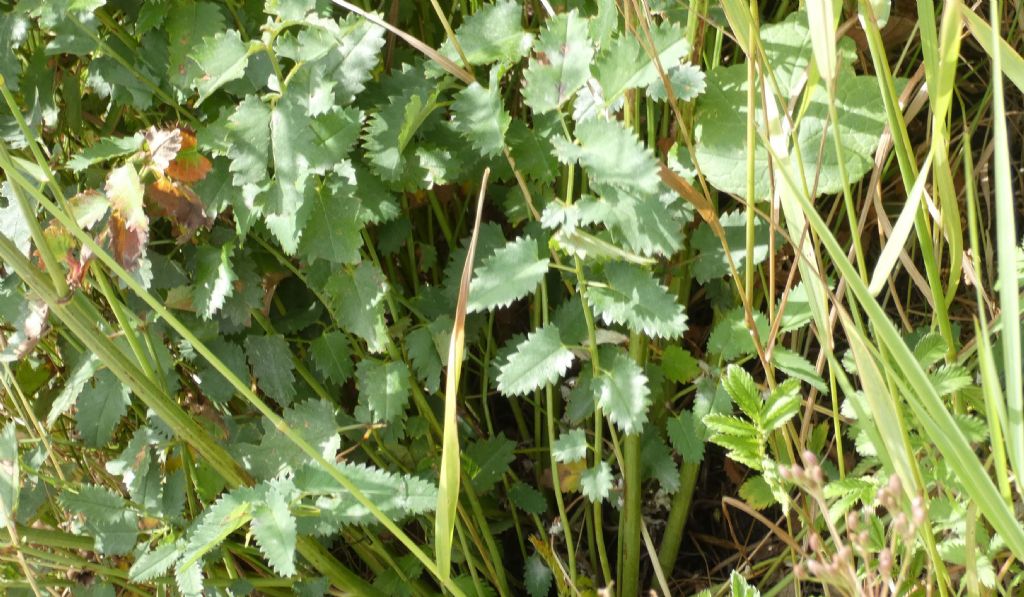 Sanguisorba officinalis? S