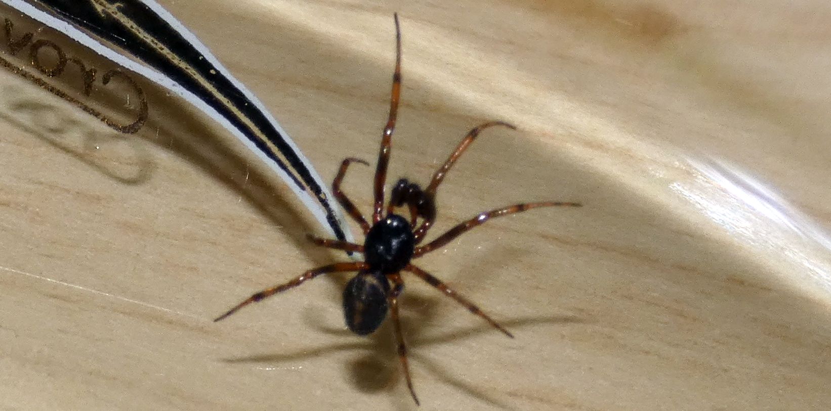 Steatoda bipunctata (Theridiidae), m & f