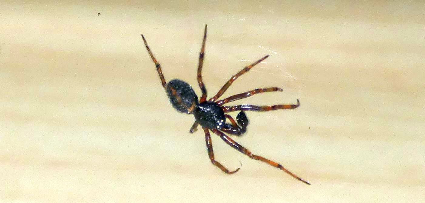 Steatoda bipunctata (Theridiidae), m & f