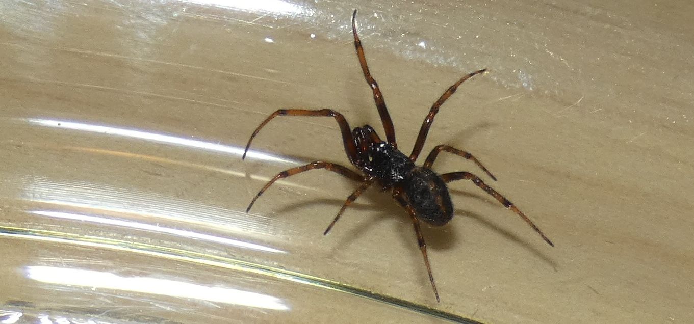 Steatoda bipunctata (Theridiidae), m & f