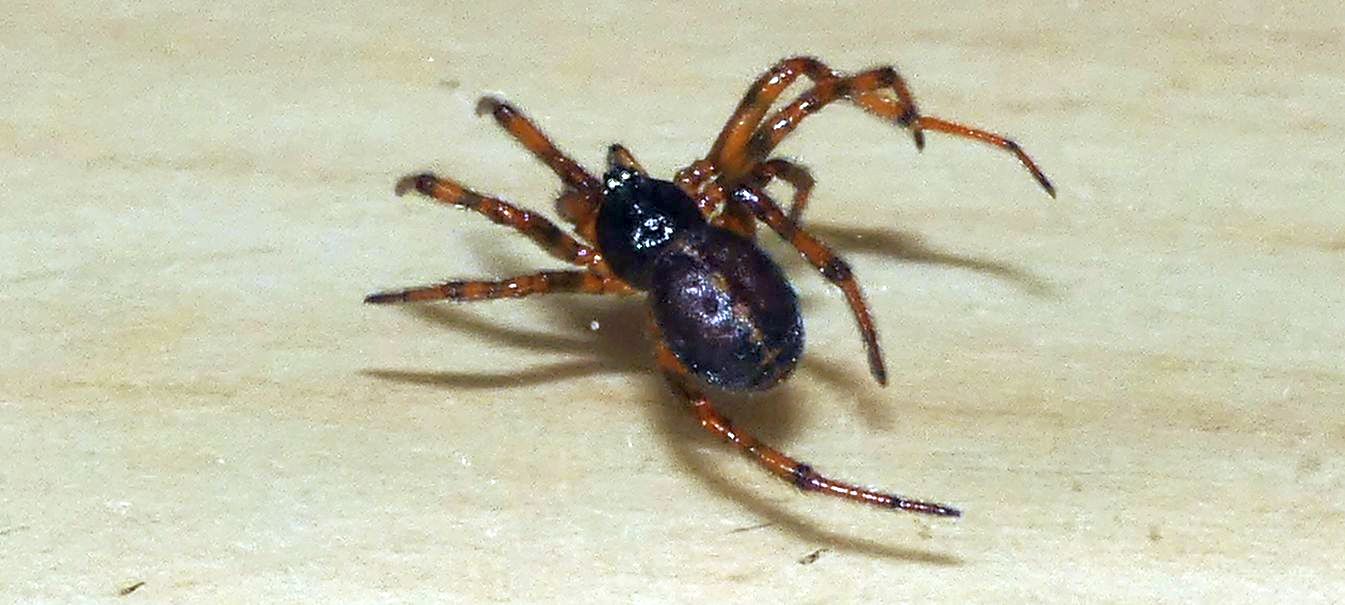 Steatoda bipunctata (Theridiidae), m & f