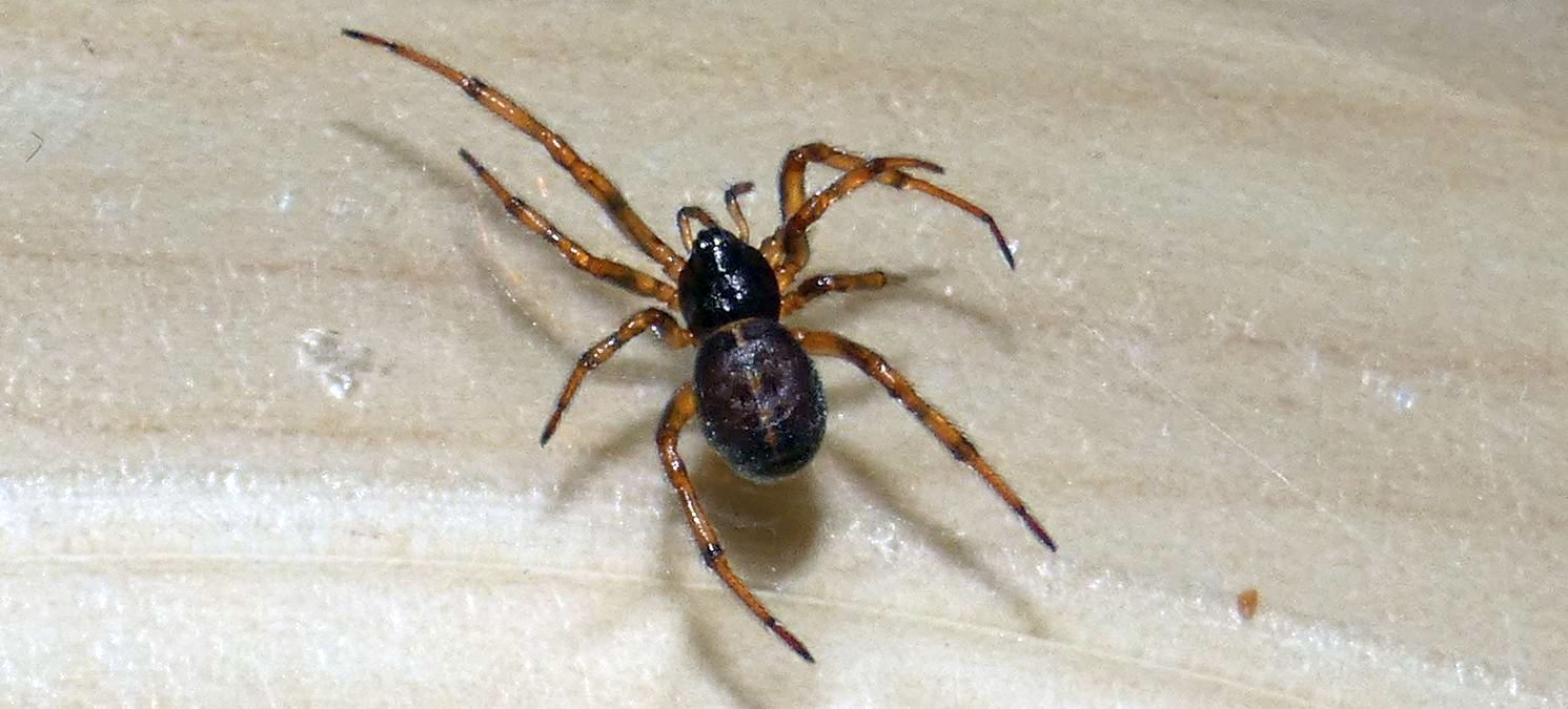 Steatoda bipunctata (Theridiidae), m & f