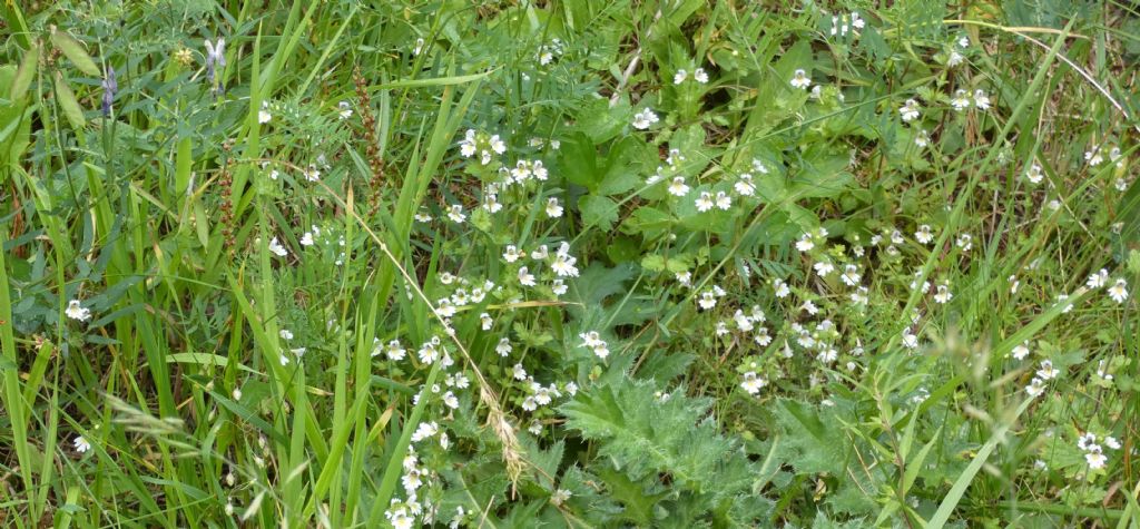 Euphrasia...?  Euphrasia sp.