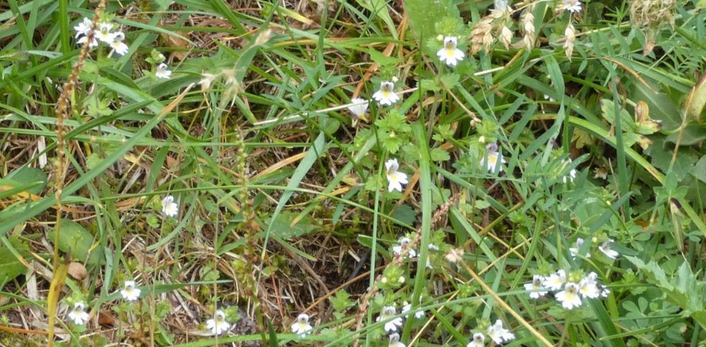 Euphrasia...?  Euphrasia sp.