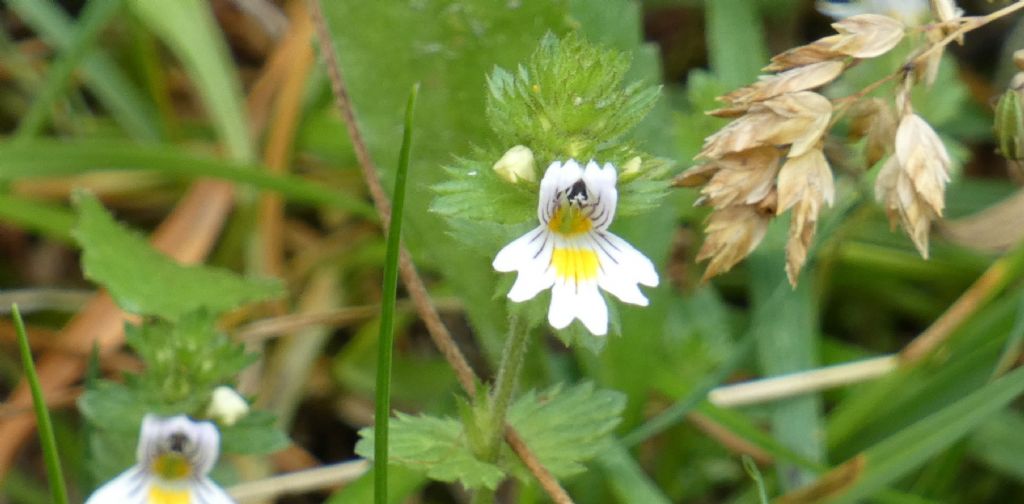 Euphrasia...?  Euphrasia sp.