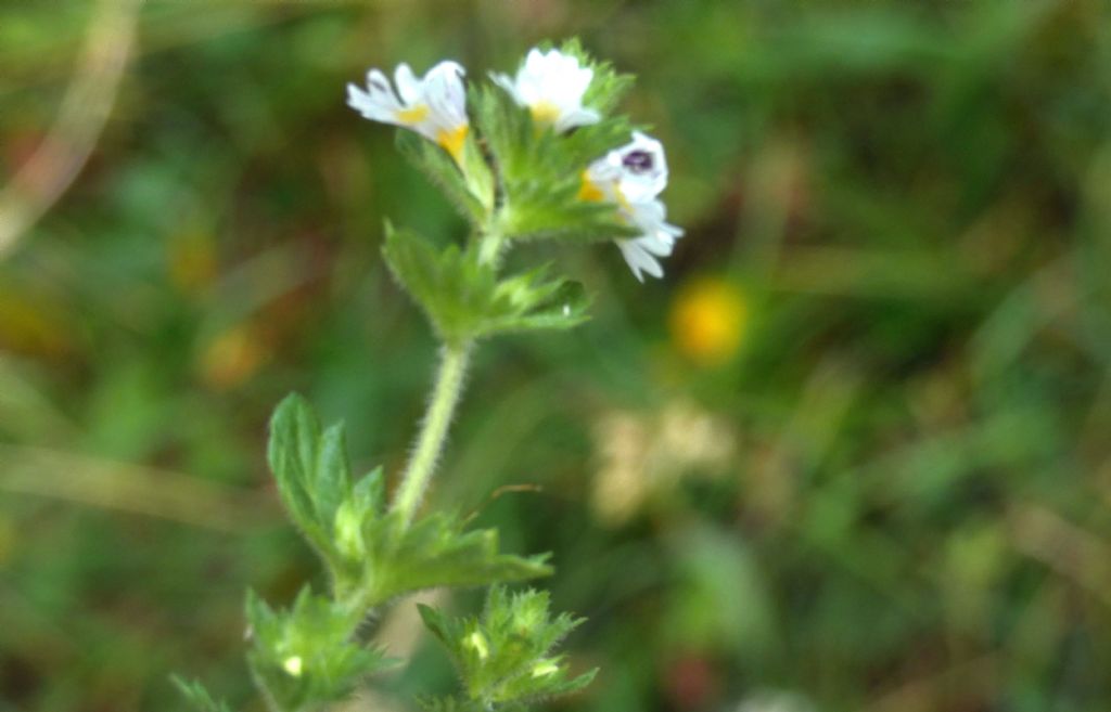 Euphrasia...?  Euphrasia sp.