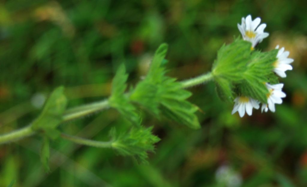 Euphrasia...?  Euphrasia sp.