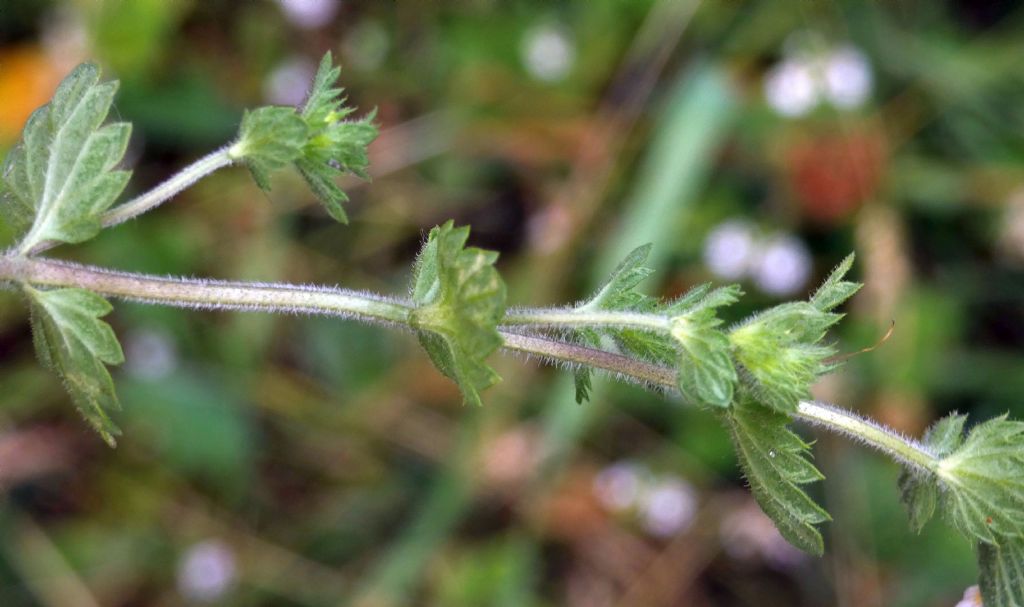 Euphrasia...?  Euphrasia sp.