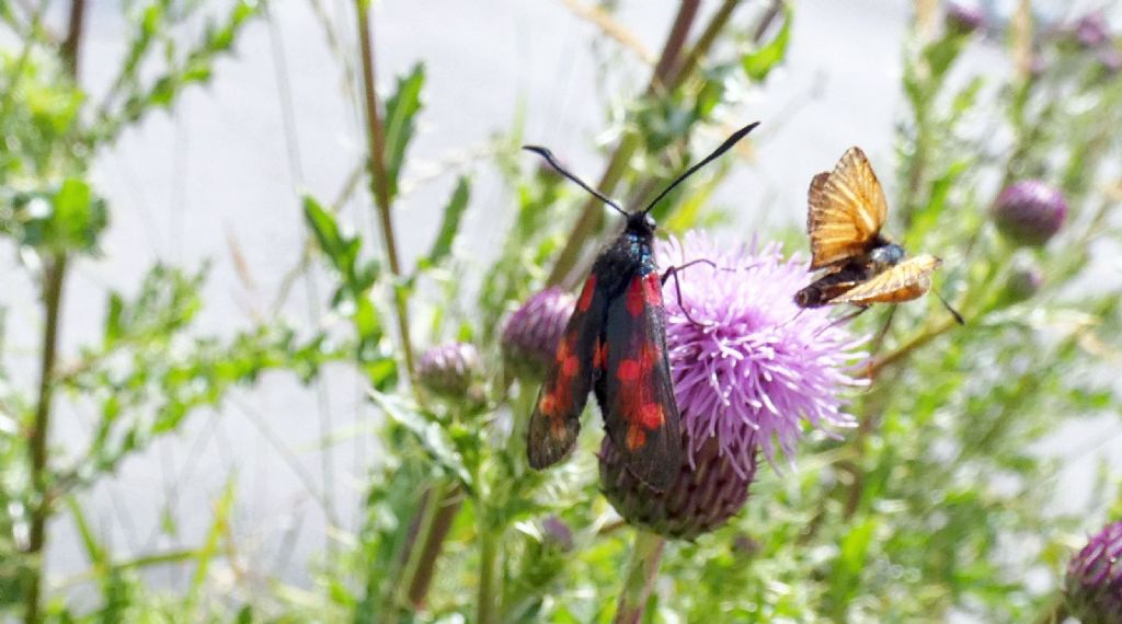 Un fiore  per due farfalle:  Thymelicus lineola e Zygaena transalpina