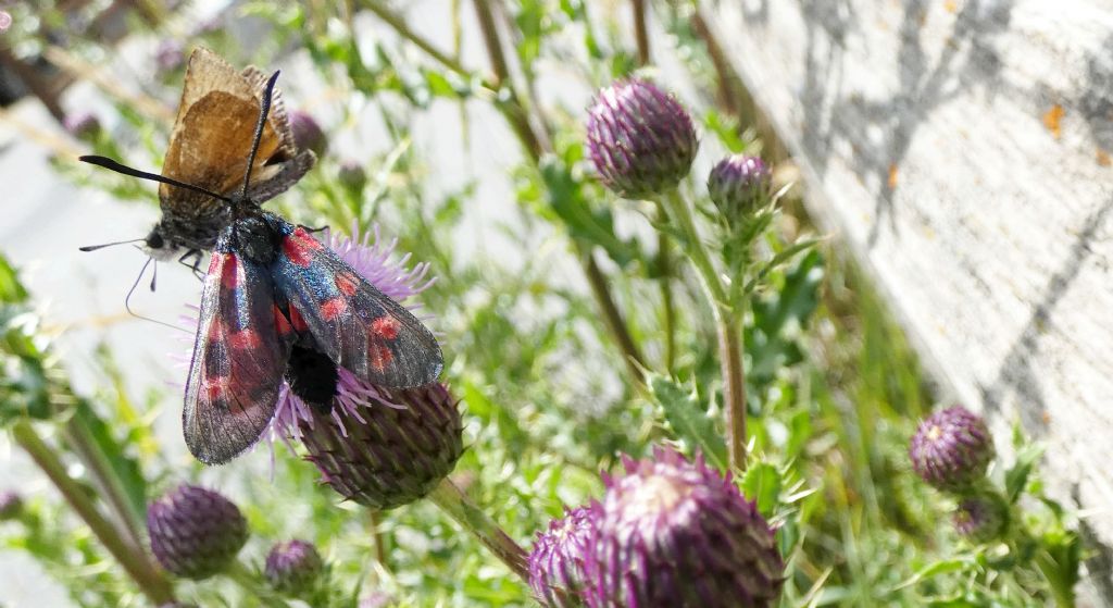 Un fiore  per due farfalle:  Thymelicus lineola e Zygaena transalpina