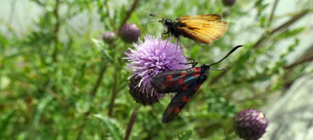 Un fiore  per due farfalle:  Thymelicus lineola e Zygaena transalpina