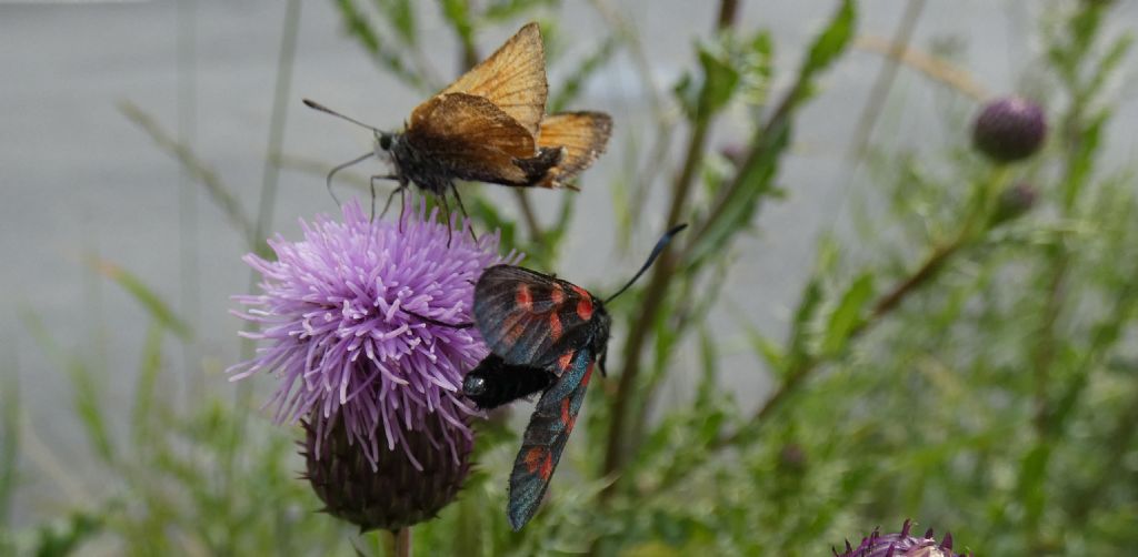 Un fiore  per due farfalle:  Thymelicus lineola e Zygaena transalpina