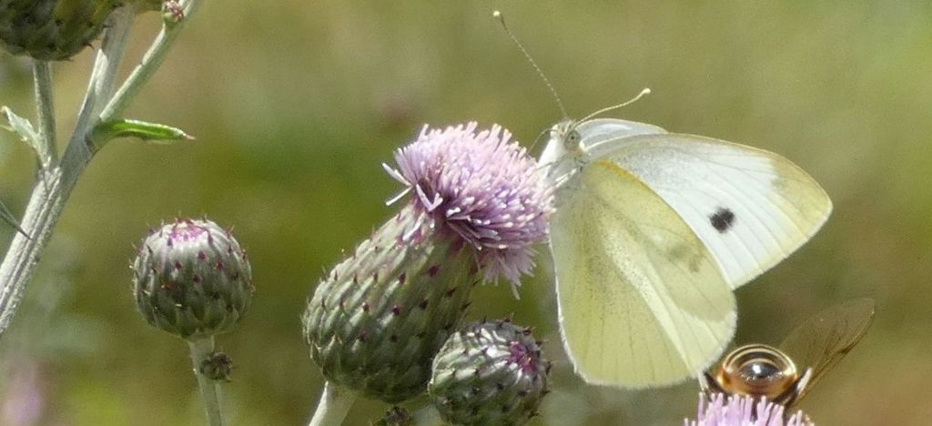 Pieris rapae? S !