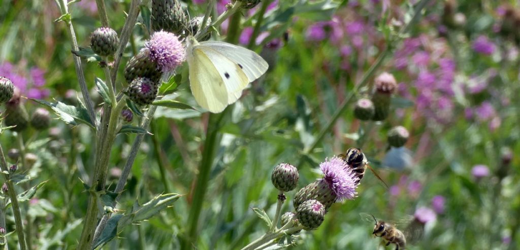 Pieris rapae? S !