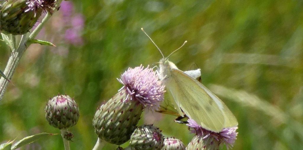 Pieris rapae? S !