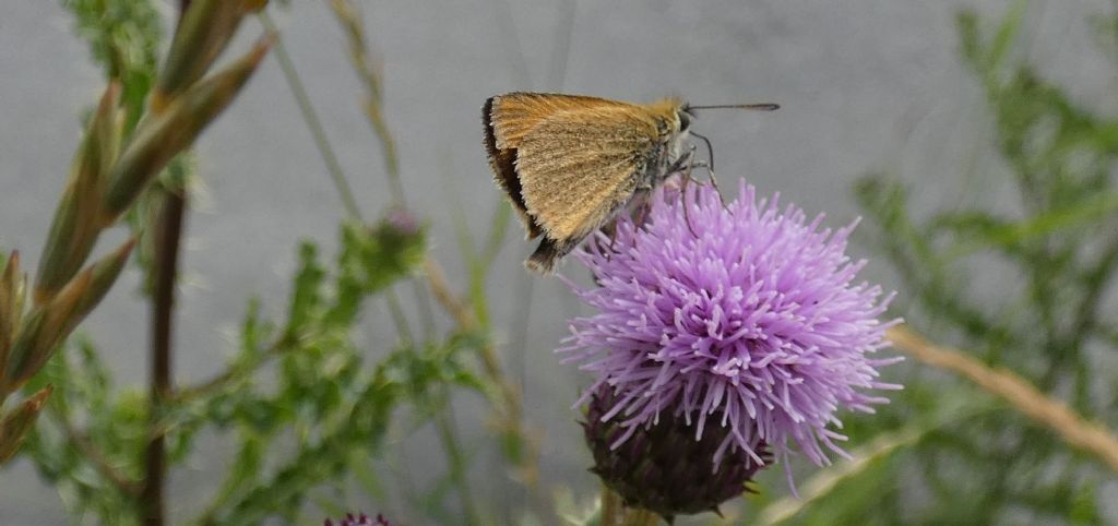 Un fiore  per due farfalle:  Thymelicus lineola e Zygaena transalpina