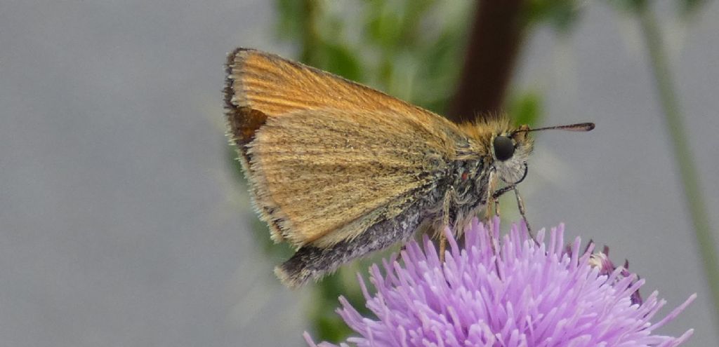 Un fiore  per due farfalle:  Thymelicus lineola e Zygaena transalpina