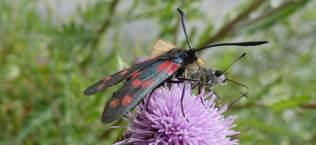 Un fiore  per due farfalle:  Thymelicus lineola e Zygaena transalpina