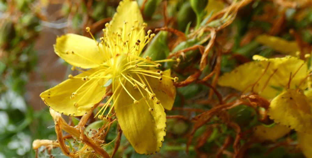 Hypericum...perforatum