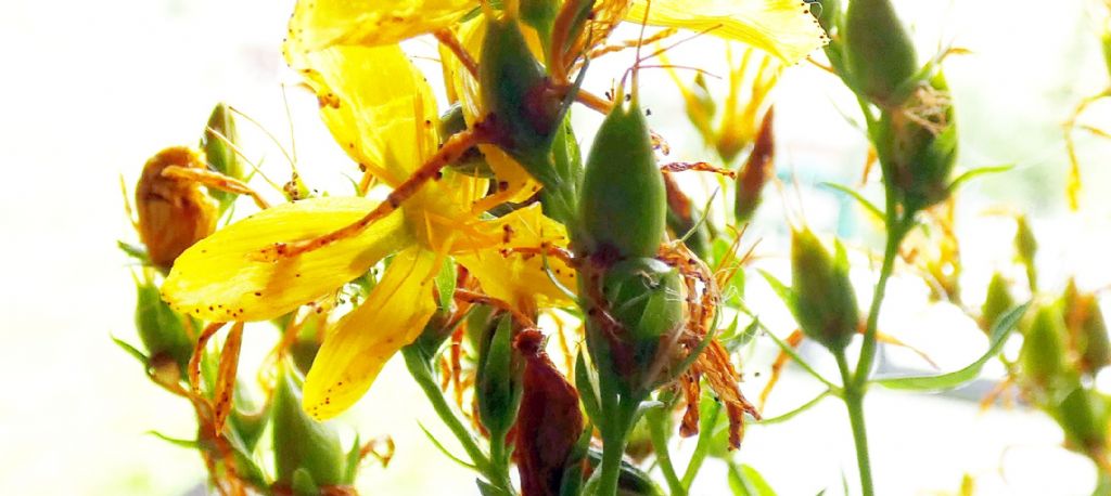 Hypericum...perforatum