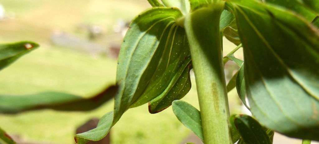 Hypericum...perforatum