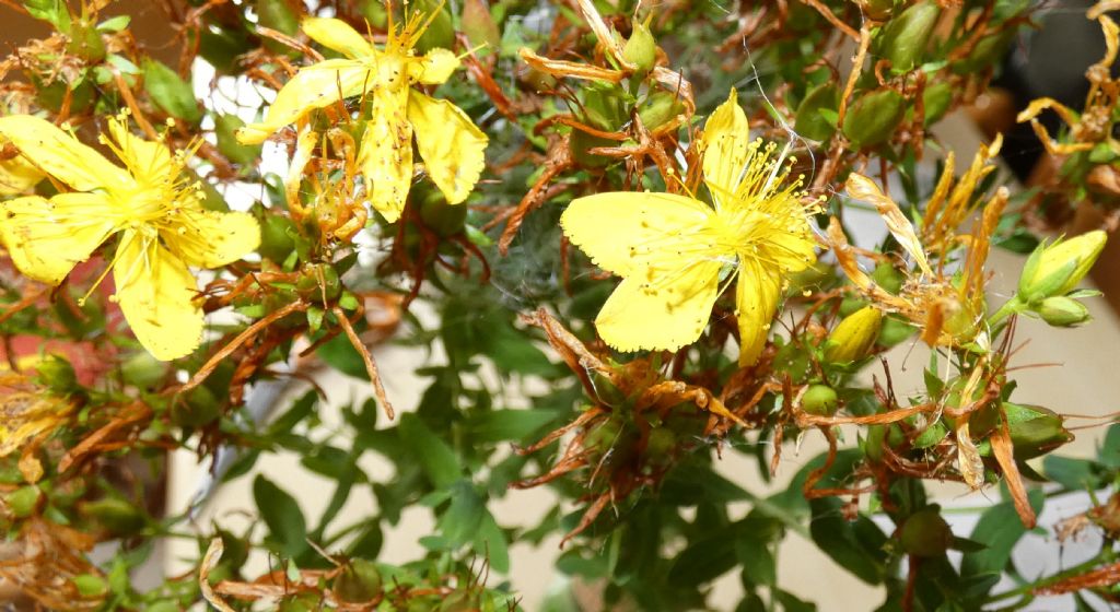 Hypericum...perforatum