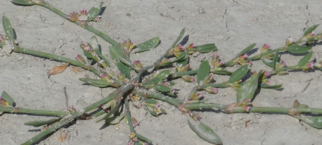 Nell''alveo del Lago di Livigno:  Polygonum arenastrum e Tripleurospermum  inodorum