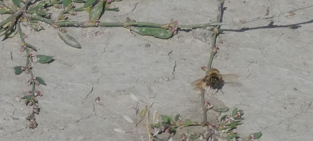 Nell''alveo del Lago di Livigno:  Polygonum arenastrum e Tripleurospermum  inodorum