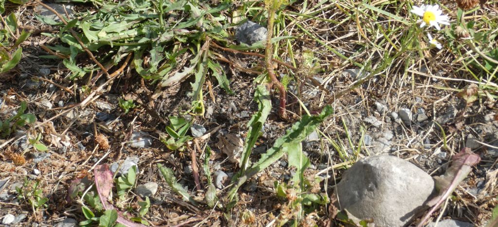 Nell''alveo del Lago di Livigno:  Polygonum arenastrum e Tripleurospermum  inodorum